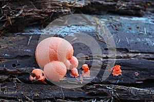 Lycogala epidendrum slime mold photo