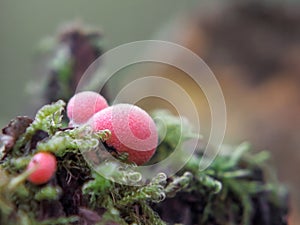 Lycogala epidendrum slime mold, commonly known as wolf`s milk