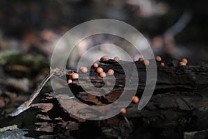 Lycogala epidendrum slime mold growing on an old piece of wood. Wolf`s milk or groening`s slime