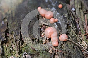 Lycogala epidendrum slime mold. an inedible mushroom of the Myxomycota department. Small pink spherical mushrooms on a