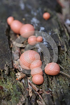 Lycogala epidendrum slime mold. an inedible mushroom of the Myxomycota department. Small pink spherical mushrooms on a