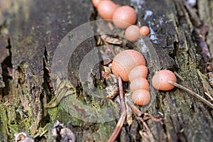 Lycogala epidendrum slime mold. an inedible mushroom of the Myxomycota department. Small pink spherical mushrooms on a