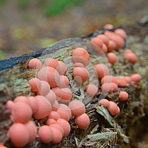 Lycogala epidendrum slime mold photo