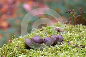 Lycogala epidendrum slime mold photo