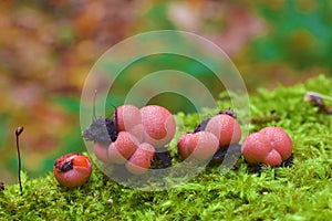Lycogala epidendrum slime mold photo