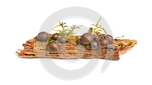 Lycogala epidendrum slime mold photo