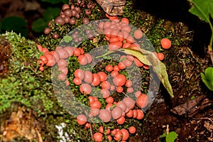 Lycogala epidendrum - A type of mold that lives on rotten stumps