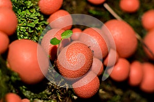 Lycogala epidendrum - A type of mold that lives on rotten stumps