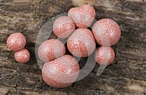 Lycogala epidendrum wolf`s milk Protista small orange or gray spore-filled pellets growing on dead wood