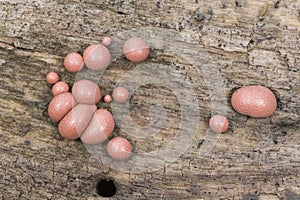 Lycogala epidendrum wolf`s milk Protista small orange or gray spore-filled pellets growing on dead wood