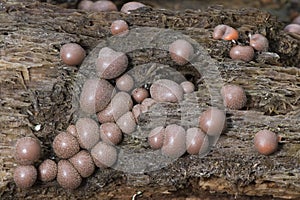 Lycogala epidendrum wolf`s milk Protista small orange or gray spore-filled pellets growing on dead wood