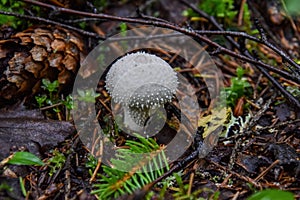 Lycoperdaceae, former family of fungi in the order Agaricales photo