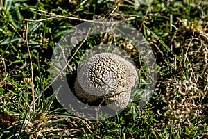 Lycoperdon