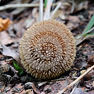 Lycoperdon echinatum mushroom