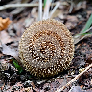 Lycoperdon echinatum mushroom photo