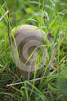 Lycoperdon excipuliforme, the long-stemmed puffball, in grass