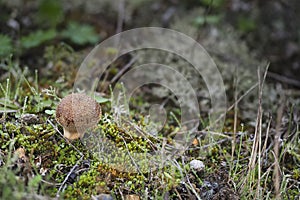 The Lycoperdon lambinonii is an inedible mushroom