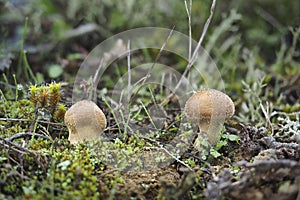 The Lycoperdon lambinonii is an inedible mushroom