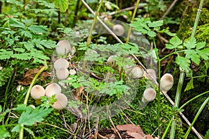 Lycoperdon mushrooms in the forest of Zailiyskiy Alatau, Tien Shan, Kazakhstan. Green garden.