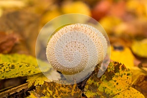 Lycoperdon perlatum