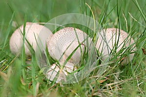 Lycoperdon perlatum