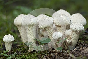 Lycoperdon perlatum