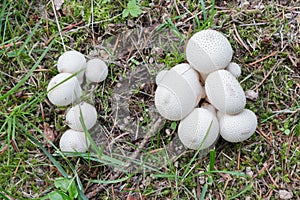 Lycoperdon perlatum common puffball