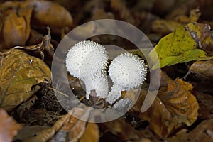 Lycoperdon perlatum este specia tip din genul Lycoperdon. photo