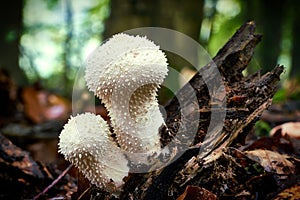 Lycoperdon perlatum in the forest