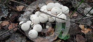 Lycoperdon perlatum Group of white raincoat mushrooms close-up photo