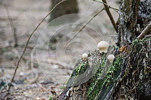 Lycoperdon perlatum, growing mushroom, young fungi in forest