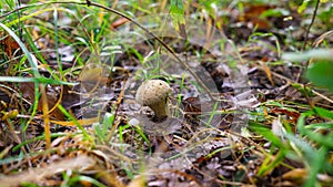 Lycoperdon perlatum, inflatable mushroom