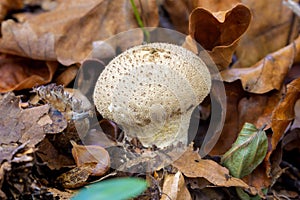 Lycoperdon perlatum, known as the common puffball