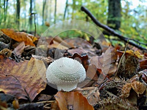 Lycoperdon perlatum mushroom