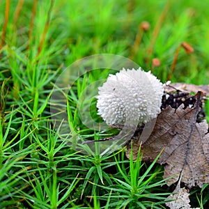 Lycoperdon perlatum mushroom