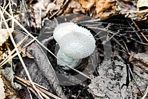 Lycoperdon perlatum mushroom in the forest close-up.