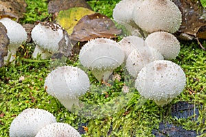 Lycoperdon perlatum, popularly known as the common puffball.