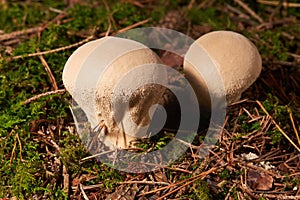 Lycoperdon perlatum, popularly known as the common puffball