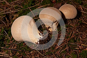 Lycoperdon perlatum, popularly known as the common puffball