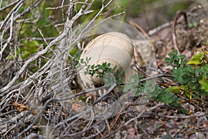 a Lycoperdon perlatum, popularly known as the common puffball, emerging from the forest ground