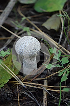 Lycoperdon perlatum, popularly known as the common puffball, emerging from the forest ground