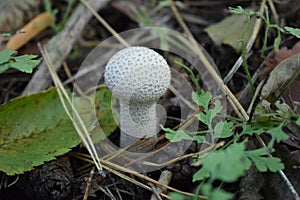 Lycoperdon perlatum, popularly known as the common puffball, emerging from the forest ground