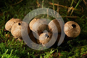 Lycoperdon perlatum, popularly known as the common puffball, warted puffball, gem-studded puffball