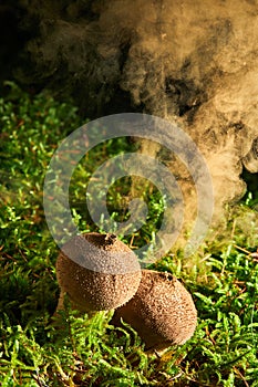 Lycoperdon perlatum, popularly known as the common puffball, warted puffball, gem-studded puffball