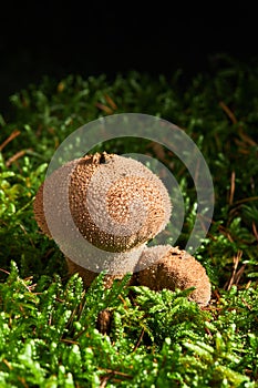 Lycoperdon perlatum, popularly known as the common puffball, warted puffball, gem-studded puffball