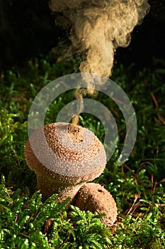 Lycoperdon perlatum, popularly known as the common puffball, warted puffball, gem-studded puffball