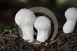 Lycoperdon perlatum, popularly known as the common puffball, warted puffball, gem-studded puffball or devil\'s snuff-box