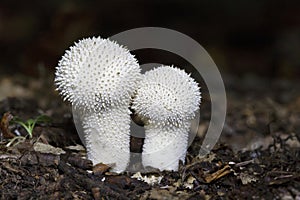 Lycoperdon perlatum, popularly known as the common puffball, warted puffball, gem-studded puffball or devil\'s snuff-box