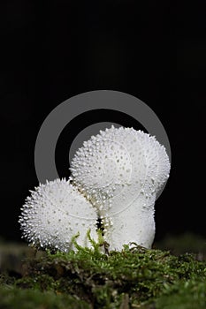 Lycoperdon perlatum, popularly known as the common puffball, warted puffball, gem-studded puffball or devil\'s snuff-box