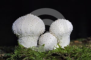 Lycoperdon perlatum, popularly known as the common puffball, warted puffball, gem-studded puffball or devil\'s snuff-box